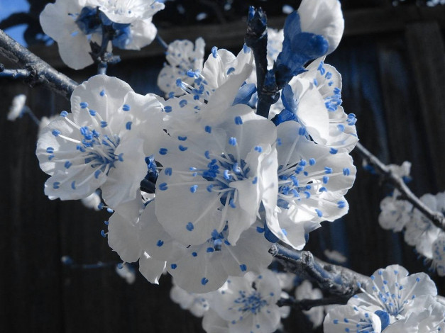 Обои картинки фото цветы, цветущие, деревья, кустарники