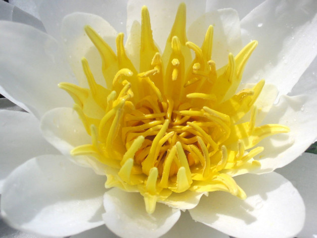 Обои картинки фото цветы, лилии, водяные, нимфеи, кувшинки