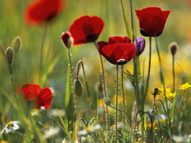 Обои картинки фото цветы, маки