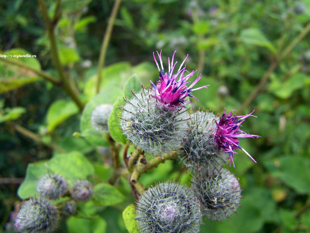 Обои картинки фото летние, этюды, цветы, Чертополох, репейник