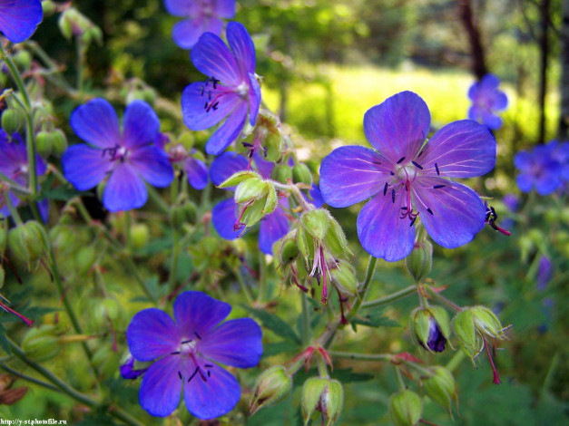 Обои картинки фото летние, этюды, цветы, герань