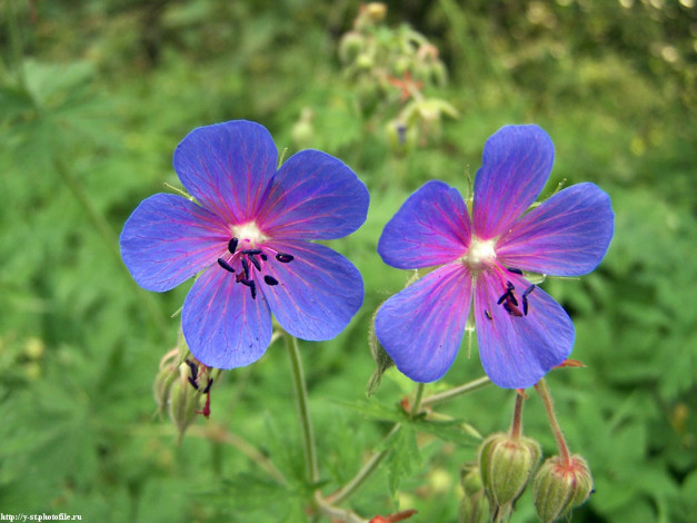 Обои картинки фото летние, этюды, цветы, герань