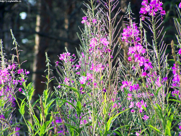 Обои картинки фото летние, этюды, цветы, луговые, полевые