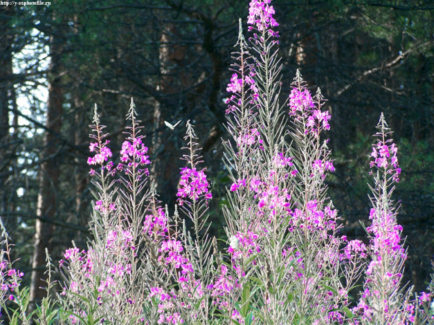 Обои картинки фото летние, этюды, цветы, луговые, полевые