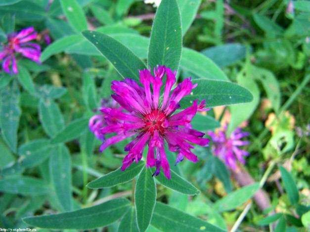 Обои картинки фото летние, этюды, цветы, луговые, полевые