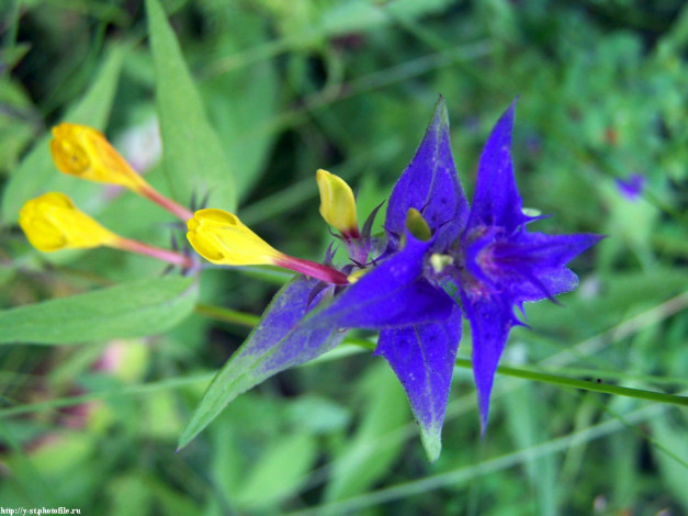 Обои картинки фото летние, этюды, цветы, луговые, полевые