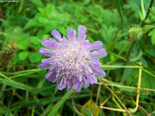 Обои картинки фото летние, этюды, цветы, скабиоза