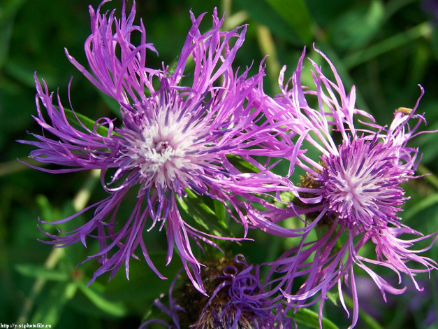 Обои картинки фото летние, этюды, цветы, васильки