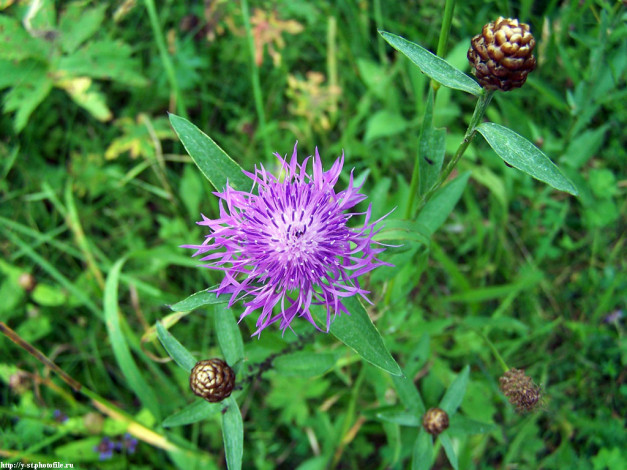 Обои картинки фото летние, этюды, цветы, васильки