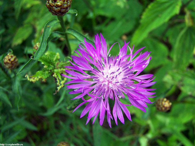 Обои картинки фото летние, этюды, цветы, васильки