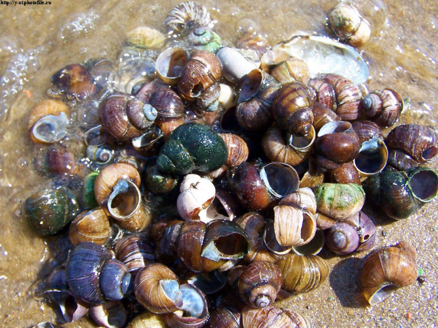 Обои картинки фото летние, этюды, разное, ракушки, кораллы, декоративные, spa, камни