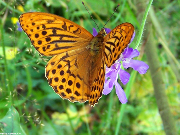 Обои картинки фото животные, бабочки