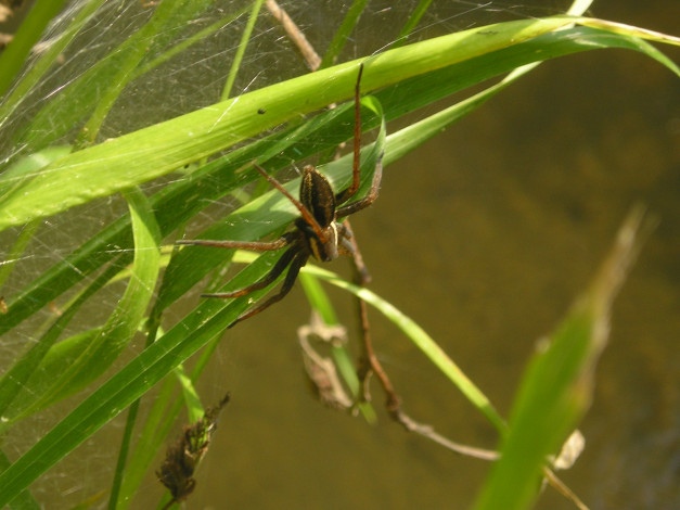 Обои картинки фото животные, пауки