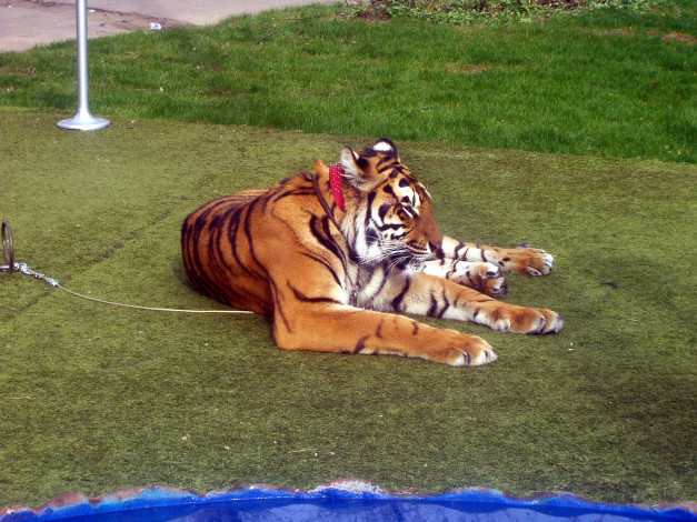 Обои картинки фото животные, тигры