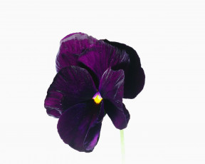 обоя цветы, анютины, глазки, садовые, фиалки