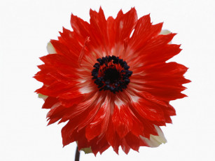 Картинка цветы анемоны адонисы