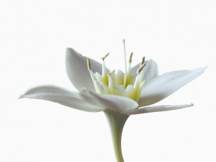 обоя цветы, эухарис, амазонская, лилия