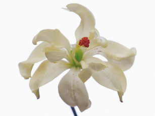 Картинка цветы лилии лилейники