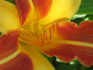 Картинка цветы лилии лилейники