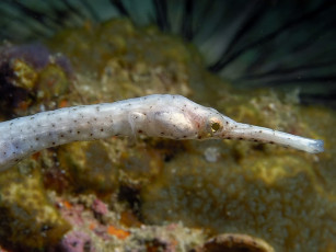 Картинка морской дракон животные рыбы