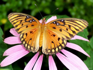 Картинка животные бабочки