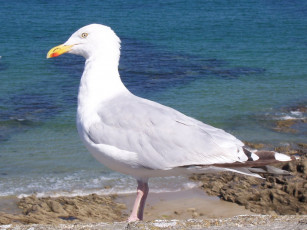 обоя животные, Чайки, бакланы, крачки