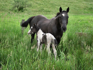 Картинка животные лошади