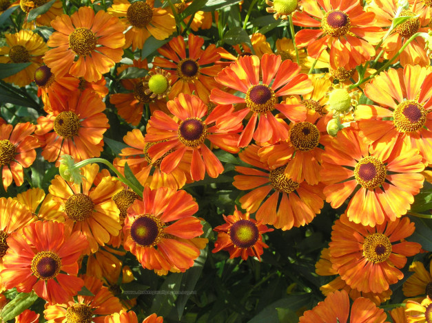 Обои картинки фото цветы, гайлардии, гелениумы