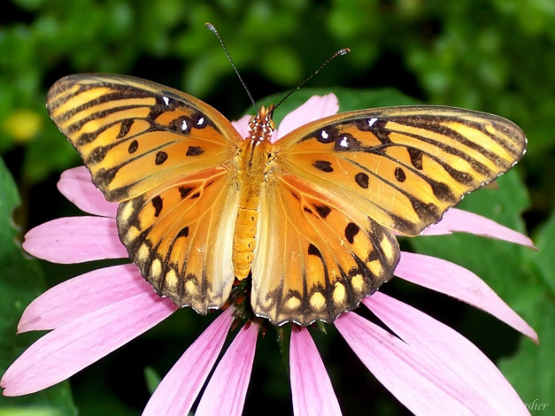 Обои картинки фото животные, бабочки