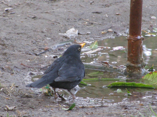 Обои картинки фото животные, вороны, грачи, галки