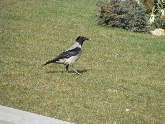 Обои картинки фото животные, вороны, грачи, галки