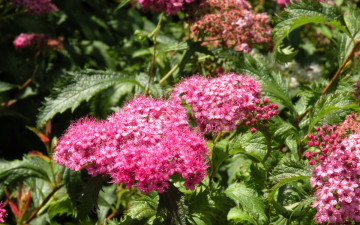 Картинка цветы цветущие деревья кустарники