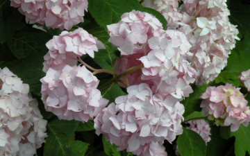 Картинка цветы гортензия