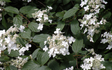 Картинка цветы гортензия