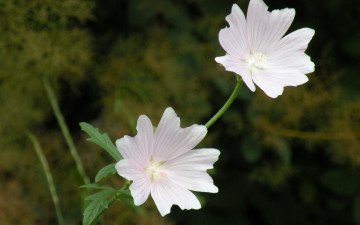 Картинка цветы лаватера