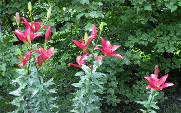 Картинка цветы лилии лилейники