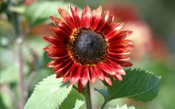 Картинка цветы подсолнухи