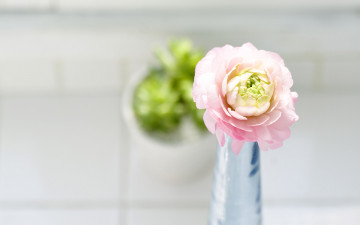 Картинка цветы ранункулюс азиатский лютик