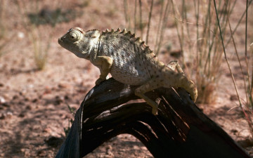 Картинка животные хамелеоны