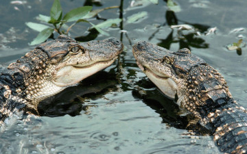 Картинка животные крокодилы