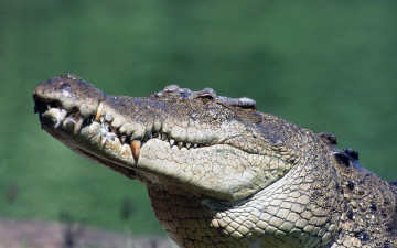 Картинка животные крокодилы
