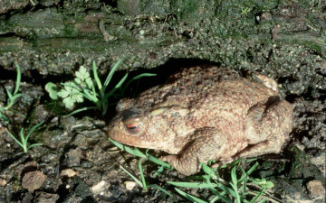 Картинка животные лягушки