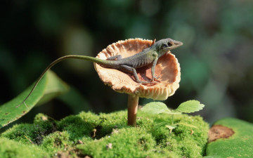 Картинка животные Ящерицы игуаны вараны