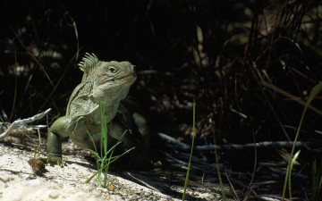 Картинка животные Ящерицы игуаны вараны