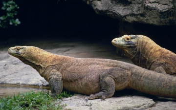 Картинка животные Ящерицы игуаны вараны