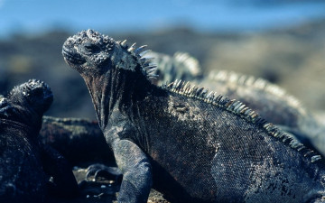 Картинка животные Ящерицы игуаны вараны