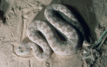 Картинка животные змеи питоны кобры