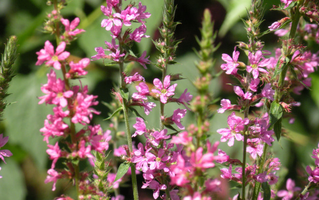 Обои картинки фото цветы