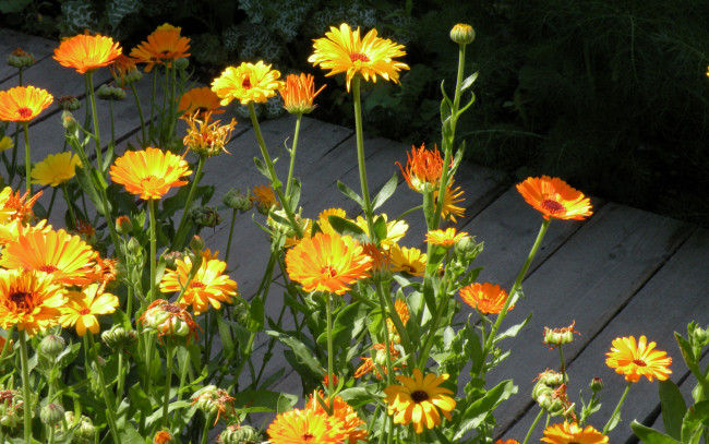 Обои картинки фото цветы, календула