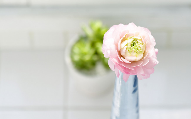 Обои картинки фото цветы, ранункулюс, азиатский, лютик